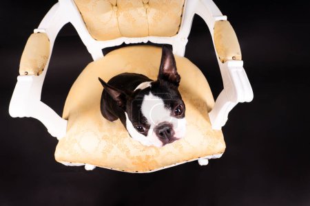 Boston Terrier cachorro sentado en el sillón retro en un estudio