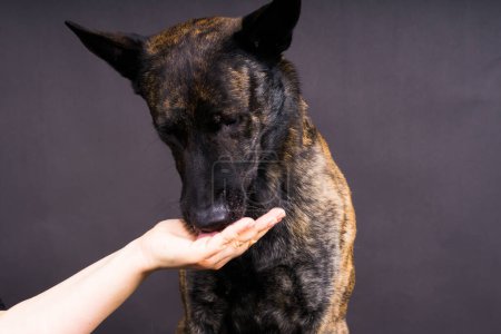 Amistad entre humano y perro, alimentando y tomando una pata en la mano