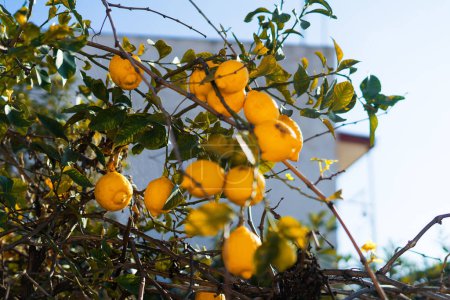 Großaufnahme von Zitronen, die an einem Baum in einem Zitronenhain hängen