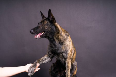 Dog paw takes a man. People support pets, studio shot