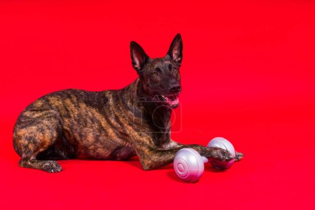 Photo for Dutch shepherd dog dumbbell isolated on a yellow red background - Royalty Free Image
