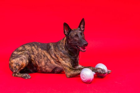 Photo for Dutch shepherd dog dumbbell isolated on a yellow red background - Royalty Free Image