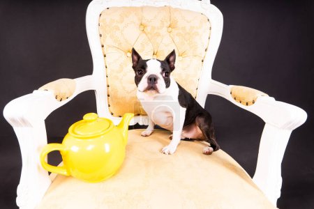 Ein schöner kleiner Hund von Boston Terrier sitzt auf einem Holzstuhl neben einer Teekanne und schaut weg.