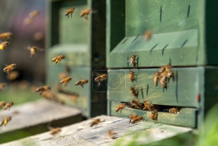 Entrée des ruches en bois entourées de nombreuses abeilles volantes