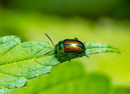 Dead-nettle leaf beetle at the edge of a leaf in green ambiance