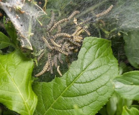 Webbing with lots of rmine moth caterpillars