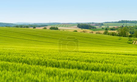 Paisaje rural que incluye un campo de grano verde a principios del verano en el sur de Alemania