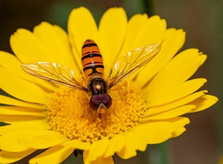 Closeup shot of a marmalade hoverfly resting on a yellow flower head
