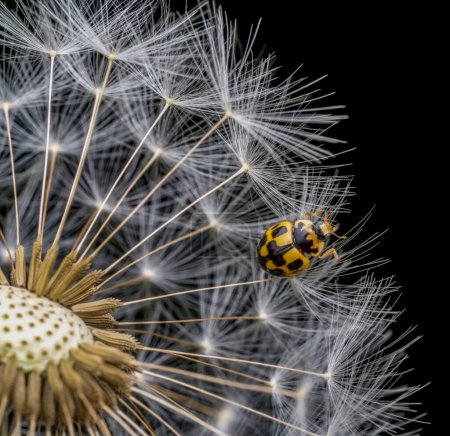 Macro shot of remaining attached dandelion seeds on partly bald flower head including a p-14 lady beetle