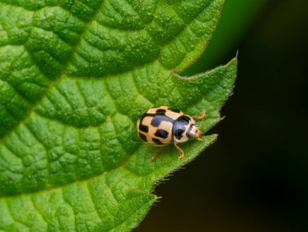 Macro shot of a 14-spotted ladybird beetle resting on a green leaf