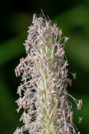 Macro shot showing the flowering head of meadow foxtail (Alopecurus pratensis), with stamens exerted at anthesis