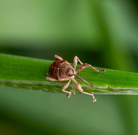 Frontal shot of a acorn weevil resting on a green grass ear