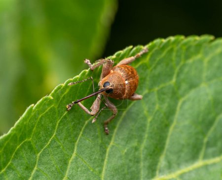 Frontal shot of a acorn weevil resting on a green leaf