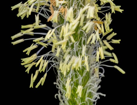Macro shot showing the flowering head of meadow foxtail (Alopecurus pratensis), with stamens exerted at anthesis