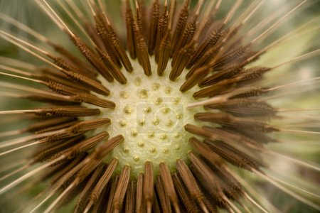 Macro shot of remaining attached dandelion seeds on blowball flower head