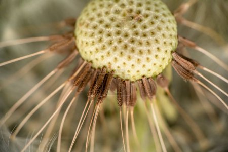 Macro shot of remaining attached dandelion seeds on partly bald flower head