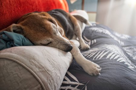 Photo for Old Beagle dog sleeping on the bed, with its head on the pillow - Royalty Free Image