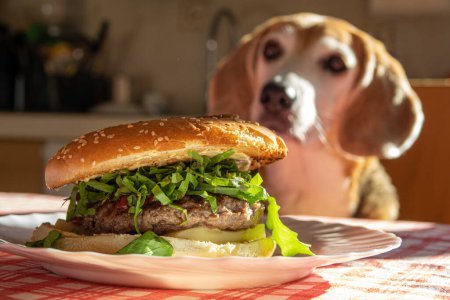 Cheeseburger in close-up on the kitchen table with a blurred beagle dog in the background watching
