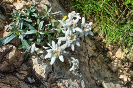 Wild Edelweiss alpine star (leontopodium), in Dolomites, Italy 