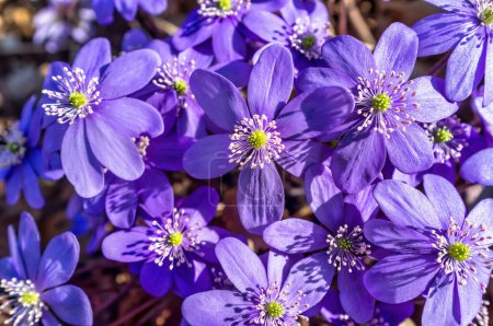 Hepatica nobilis, commonly known as erba trinit, is a small spring herbaceous plant belonging to the Ranunculaceae family native to continental Europe and Siberia