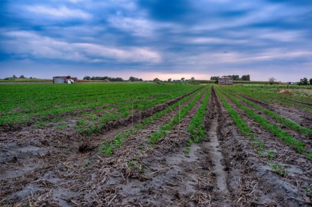 Panoramic view of fertilized and plowed field after the rain