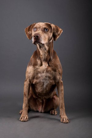 Téléchargez les photos : Portrait d'un beau chien léopard Louisiane Catahoula isolé sur fond sombre - en image libre de droit
