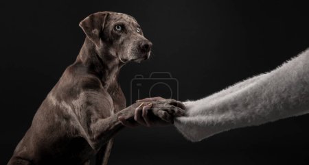 Téléchargez les photos : Portrait de la propriétaire étendant sa main à son animal de compagnie, Un beau chien léopard Louisiane Catahoula et isolé sur fond sombre - en image libre de droit