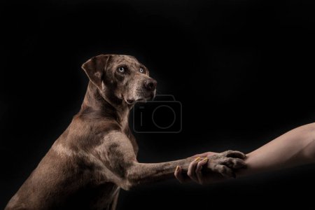 Téléchargez les photos : Portrait de la propriétaire étendant sa main à son animal de compagnie, Un beau chien léopard Louisiane Catahoula et isolé sur fond sombre - en image libre de droit