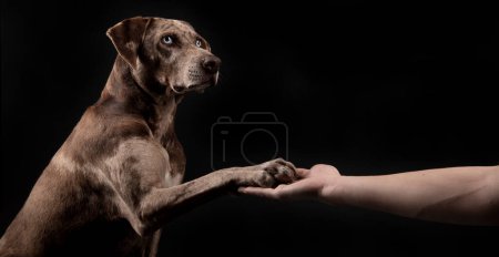 Foto de Retrato del dueño extendiendo su mano a su mascota, un hermoso perro leopardo de Louisiana Catahoula y aislado sobre fondo oscuro - Imagen libre de derechos