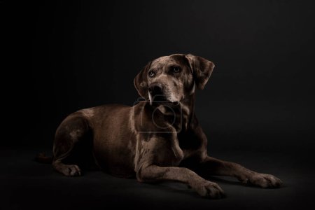 Téléchargez les photos : Portrait d'un beau chien léopard Louisiane Catahoula isolé sur fond sombre - en image libre de droit