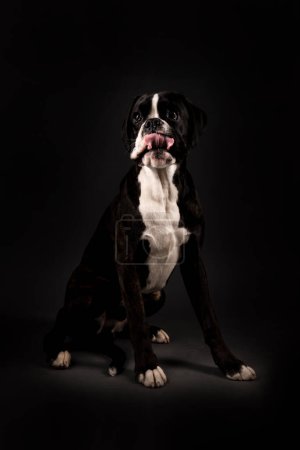 Foto de Hermoso perro boxeador en estudio sobre fondo - Imagen libre de derechos