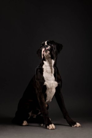 Foto de Hermoso perro boxeador en estudio sobre fondo - Imagen libre de derechos