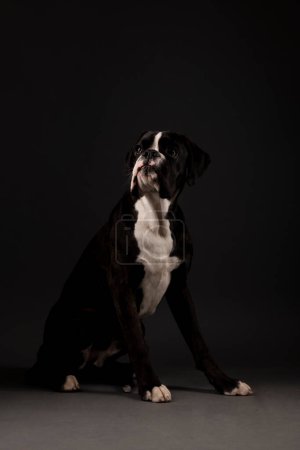Photo for Beautiful Boxer dog in studio on background - Royalty Free Image