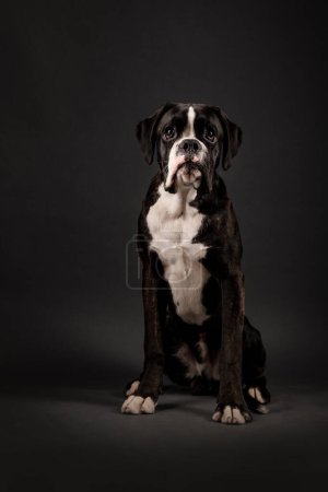 Téléchargez les photos : Beau chien Boxer en studio sur fond - en image libre de droit