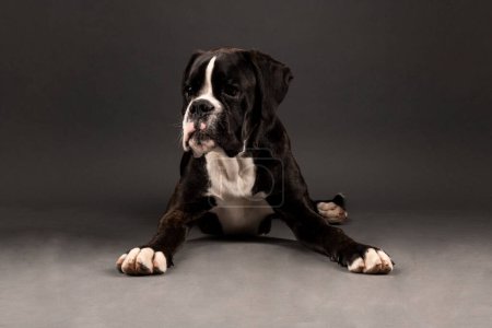Photo for Young boxer dog in studio - Royalty Free Image