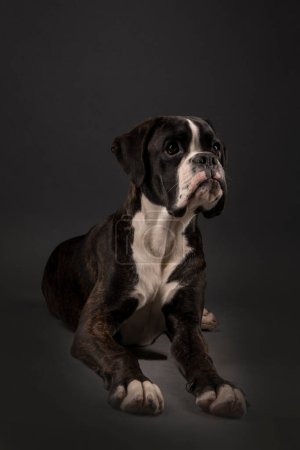 Foto de Young boxer dog in studio - Imagen libre de derechos