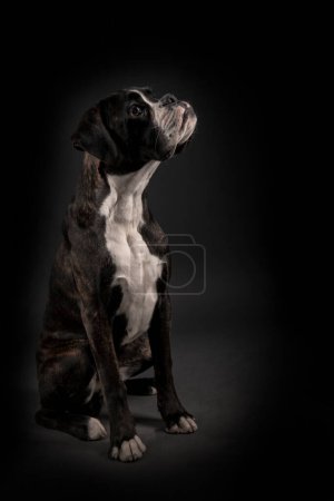 Foto de Young boxer dog in studio - Imagen libre de derechos