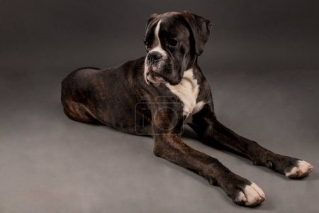 Téléchargez les photos : Young boxer dog in studio - en image libre de droit
