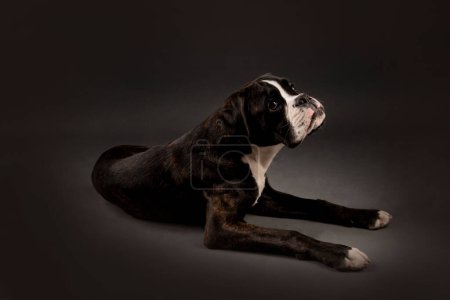 Téléchargez les photos : Young boxer dog in studio - en image libre de droit