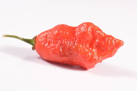 Photo for Carolina Reaper, the hottest chile pepper Capsicum chinense, whole ripe pod, isolated on white background. Superhot or extremely hot chile pepper - Royalty Free Image