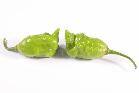 Hottest chile peppers Capsicum chinense isolated on white background. 