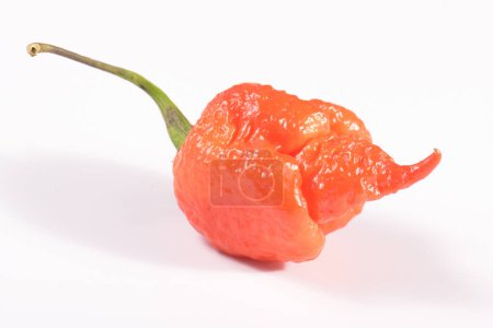 Foto de Carolina Reaper, el chile más picante Capsicum chinense, vaina entera madura, aislada sobre fondo blanco. Pimienta de chile súper caliente o extremadamente caliente - Imagen libre de derechos