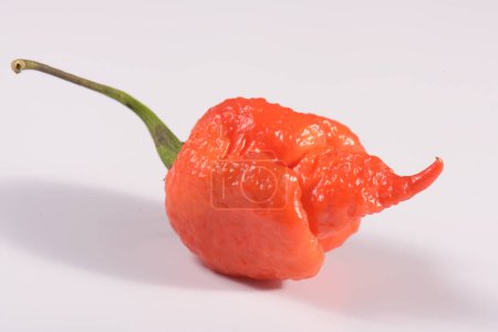 Carolina Reaper, the hottest chile pepper Capsicum chinense, whole ripe pod, isolated on white background. Superhot or extremely hot chile pepper