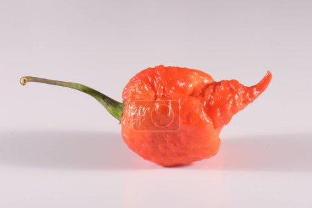 Photo for Carolina Reaper, the hottest chile pepper Capsicum chinense, whole ripe pod, isolated on white background. Superhot or extremely hot chile pepper - Royalty Free Image