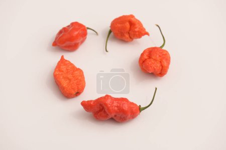 Photo for Hottest chile peppers Capsicum chinense isolated on white background. - Royalty Free Image