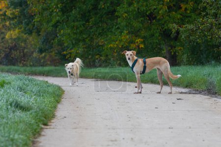 Téléchargez les photos : Deux chiens en laisse sur un chemin - en image libre de droit