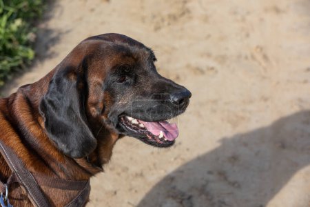 Foto de Retrato de un perro de montaña bavariano con la boca abierta - Imagen libre de derechos
