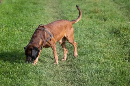 Foto de Rastreador perro olfateando en la hierba para oler - Imagen libre de derechos