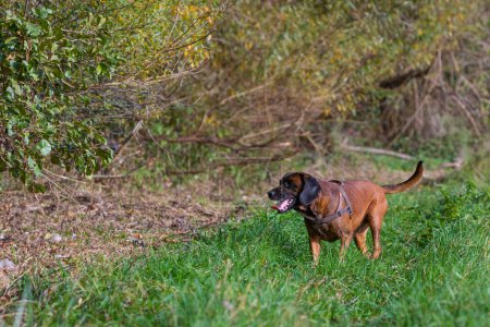 Foto de Perro seguimiento a lo largo de arbustos en una caza - Imagen libre de derechos
