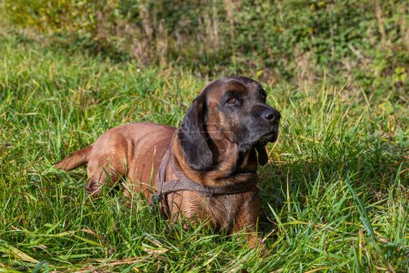 Photo for Tracker dog resting on a meadow outdoors - Royalty Free Image